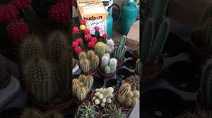 Although there are no prickly pear cacti in the middle east, an area traditionally associated with the animals, there are hard, thorny plants there that camels also eat. Cactus Kuwait Garden Youtube