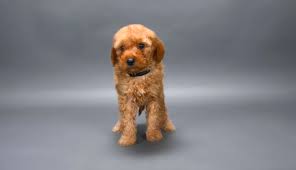 It is small, around 11 to 15 inches. Brown Miniature Poodle On Grey Background Close Up Stockphoto