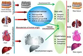 Darryl brawl stars kleurplaat : Advancing Biomaterials Of Human Origin For Tissue Engineering Abstract Europe Pmc