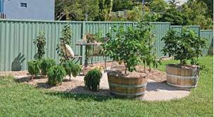 Creating A Mini Orchard Backyard Farming Better Homes And Gardens Fairy Garden Diy