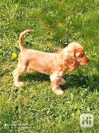 Image result for anglický kokršpaněl