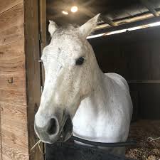 We did not find results for: What Is A Dapple Gray Horse Breeds Facts And Color