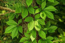Dwarf varieties grow from 12 to 14 feet tall. How To Grow Virginia Creeper Easy Balcony Gardening