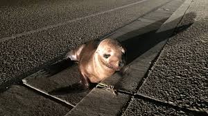 Young Sea Lion Found Wandering Morro Bay Embarcadero In Ca San Luis Obispo Tribune