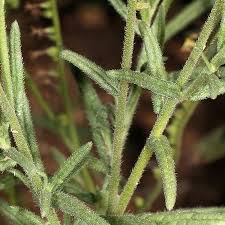 Image result for Heliotropium zeylanicum