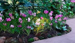 Orchids Garden Of The East Indoor And Outdoor Tropical Orchids Garden Orchids Garden Growing Orchids Outdoor Orchids