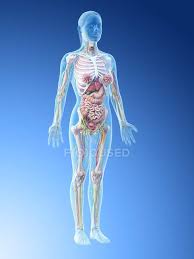 But look closer and you'll see even more structures. Human Body Model Showing Female Anatomy And Skeleton Digital 3d Render Illustration Science Biological Stock Photo 308617042