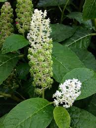 Image result for Phytolaccaceae