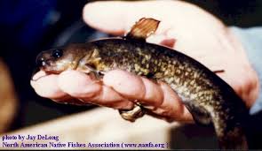 Image result for Agelanthus sp. aff. A. brunneus