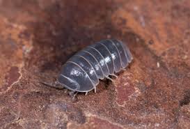 Skippy´s isopods | Arachnoboards