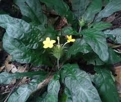 Image result for Crossandra fruticulosa