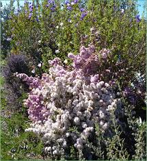 Image result for Tetragonia calycina