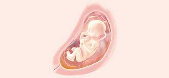 Con 22 semanas de embarazo, lo habitual es que hayas aumentado unos 6 kilos. 22 Semanas De Embarazo Embarazo Mes A Mes Pampers