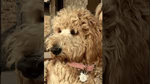 The most recent published articles. Doodle Bug Doodles Photo Gallery Jonesboro Ar