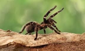 Image result for Arachniodes webbiana