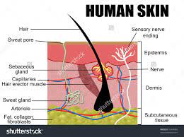 Find pictures, images, and photos of medical conditions and diseases such as skin problems including medical definitions describing each picture. The Diagram Of The Skin Of An Animal Labelled Diagram Of A Mammalian Skin Animal Cell Biology Respiratory System Anatomy Skin Sensory Nerves