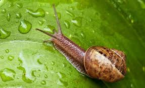 Caracol is not only the preeminent archaeological site in belize but also exciting for its jungle setting and prolific birdlife. Que Es Caracol Su Definicion Y Significado 2021