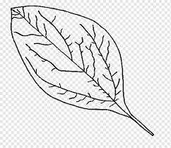 Creative haven coloring book:paisley designs (the shape of leaf) folio: Black And White Flower Coloring Book Enchanted Forest Autumn Leaf Adult Coloring Book Stress Relieving Patterns Autumn Leaf Color Autumn Leaves Coloring Book Enchanted Forest Color Png Pngwing