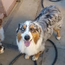 During shedding season they will require extra attention. About Larry Kim Ranch Aussies Australian Shepherd Breeder In Southern California