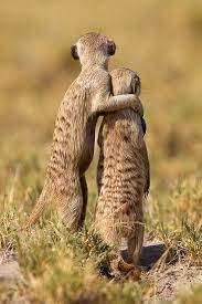 35 Beautiful And Stunning Wildlife Photography Examples Around The World Cute Animals Cute Animal Pictures Animals Friends