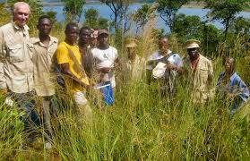 Image result for Congolanthus longidens