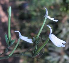 Image result for Rhinacanthus submontanus