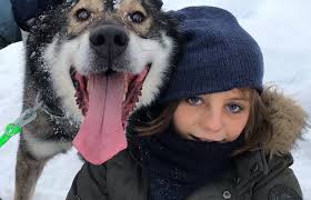 Séjour chien de traîneau Laponie