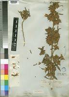 Image result for Kotschya