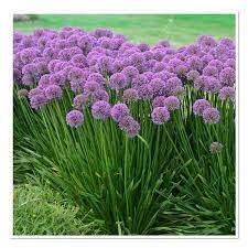 Allium Millenium Ornamental Onion Sugar Creek Gardens Allium Flowers Perennial Plants Onion Flower