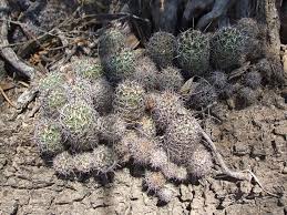 Image result for Cavacoa aurea