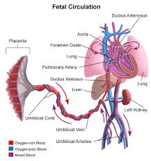 Blood vessels and lymph nodes. Blood Circulation In The Fetus And Newborn