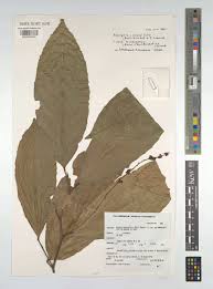Image result for Necepsia castaneifolia
