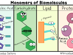 Macromolecules Biochemistry Carbohydrates Proteins Lipids And Nucleic Acids