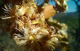 Image result for Ochna katangensis