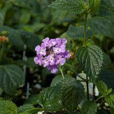 Lantana Trailing Lavender Plants For Sale Lantana Montevidensis The Growers Exchange
