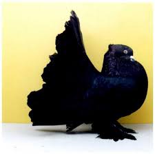 Black Bird With White Stripes On Wings And Tail South Africa Black Indian Fantail Show Pigeon Pigeon Breeds Beautiful Birds Fantail Pigeon