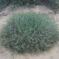 Image result for Coelachyrum