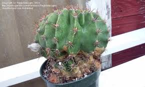 This is not a problem for cactus aficionados, as these desert plants appreciate dry air and average room temperatures. Plant Identification Closed Barrel Cactus Id 2 By Tragicfalacygtr