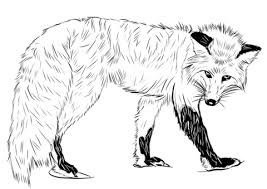 🖍 over 6000 great free printable color pages. Fox Coloring Pages Picture Whitesbelfast