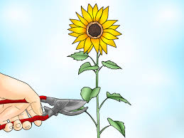 Ekstraksi daun bunga matahari dilakukan dengan menggunakan pelarut methanol, kemudian dilakukan fraksinasi dengan pelarut etil asetat dan dilanjutkan uji fitokimia. Cara Memangkas Bunga Matahari 9 Langkah Wikihow