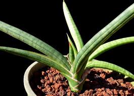 Image result for Sansevieria pearsonii