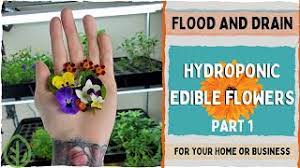 Most you can start from seed, but a few are best purchased from a garden centre. How To For Edible Flowers Part 1 On The Grow Youtube