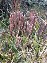 Image result for Lycopodiaceae