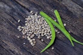 Image result for Cyamopsis