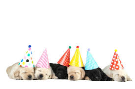 417 Happy Birthday Labrador Stock Photos Pictures Royalty Free Images Istock