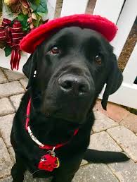 Dagger II aka DogVinci