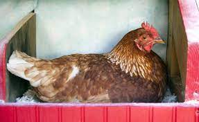 Mar 14, 2019 · if you are just getting started raising young chickens, you will not need the nesting boxes until they are about 4 months old. Chicken Nesting Box Dimensions How Big Should A Chicken Nesting Box Be