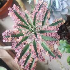 Kalanchoe Pink Butterflies Plants Succulents Bulb Flowers