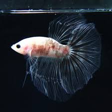 The color of betta splendens is based on the color pigmentation in different types of cells 1. Cellophane Betta Archives Bettasplendid Com