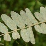 Image result for Lannea humilis